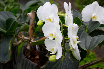 White orchid flowers in the summer garden