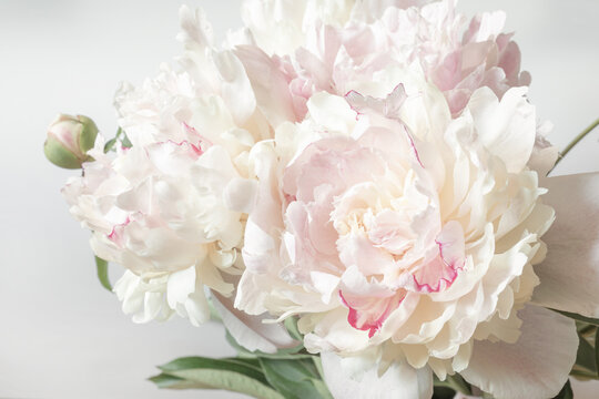 Bouquet of peonies close-up. Image for the design of greeting cards on the theme of wedding, Valentine's Day, declaration of love and other greetings