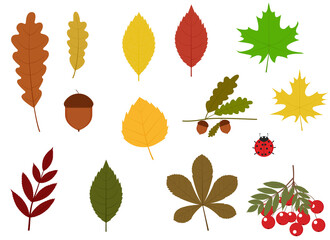 Illustration of different autumn leaves, acorn, rowan branch and ladybug