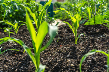 Bauerngarten - Jungpflanzen 