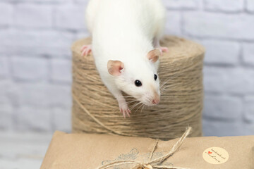 Little cute white rat sits on a gift wrapped in kraft paper. A roll of twine stands nearby