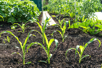 Bauerngarten - Jungpflanzen 