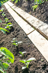 Bauerngarten - Jungpflanzen 