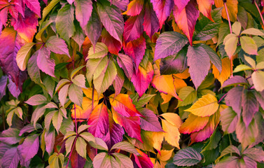Background from bright multi-colored leaves. A wall of leaves.