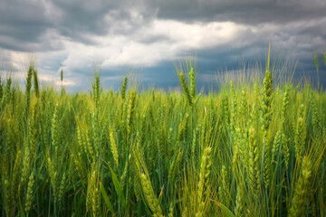 Green Wheat Field close-up and Stormy Cloudy Sky. Composition of Nature