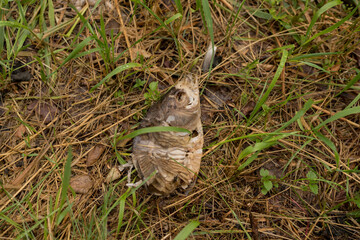 fish dead dried, dead fish on the grass floor, global warming concept