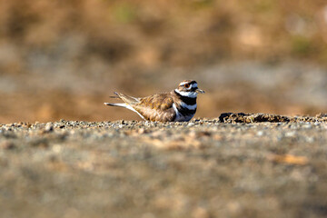 Closeup of a Killdeer bird, a ground nesting species, lying on the ground along a flat stretch of earthy gravel, photographed at eye level.