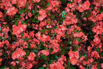 Lots of red and pink blooming begonias. Latin Name: Fibrous Bada Bing Scarlet