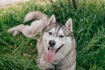 Naklejka na ściany i meble The dog is lying on the grass. Portrait of a Siberian Husky. Close-up. Resting with a dog in nature. Landscape with a river