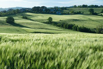 Cultivated fields of wheat. Green ears of wheat in the foreground, countryside landscape in the background