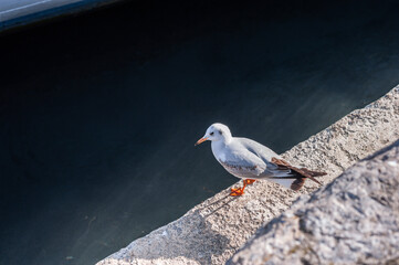 Seagull is staring at the lake