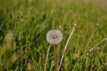 Ripe dandelions in springtime. Close up