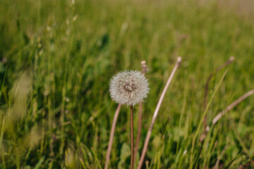 Fototapeta na wymiar Ripe dandelions in springtime. Close up