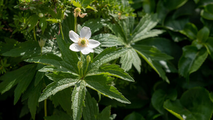 White Anemone flower in the garden, selective focus.