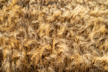 Beautiful closeup of wheat ears field in golden sunset light. Pattern of texture. Background. Summer concept