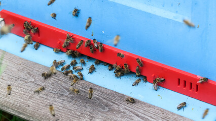 Fototapete bei efototapeten.de bestellen   