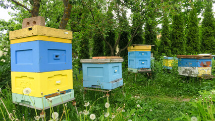 Wooden beehives in the apiary. Bees fly at work near the entrance to the hive.