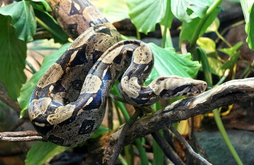 Beautiful patterns of a Boa Constrictor, a large snake