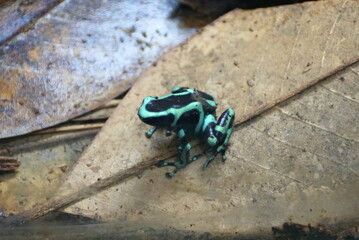 Green and black poison dart frog on a dry leaf