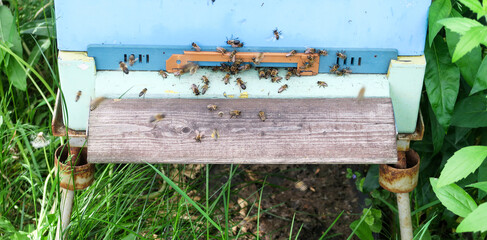 Fototapete bei efototapeten.de bestellen   