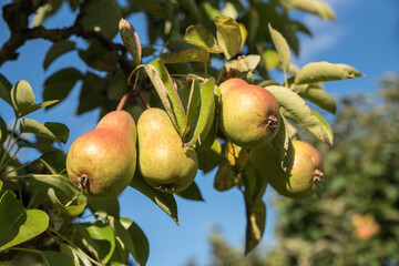 four ripe pears hanging at a pear tree branch