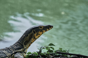 Water monitor in Lumpini Park, Bangkok, Thailand