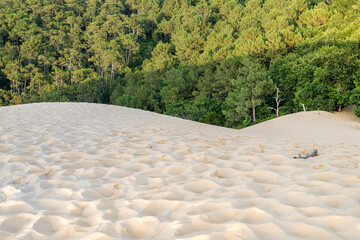 The Great Dune of Pyla (or Pilat) invading the pine forest. Arcachon Bay, France.