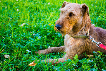 irish terrier dog portrait in summer