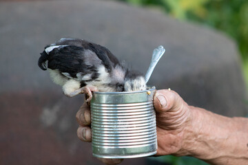Small chick eating from a metal can held by an old man. Close up of farm life.