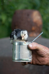 Small chick eating from a metal can held by an old man. Close up of farm life.