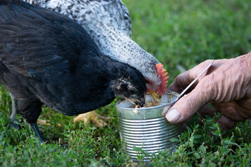 Chicken eating from a metal can held by an old farmer. Close up of a farm life.