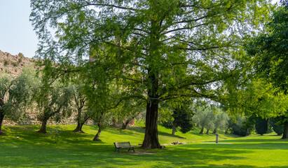 tree in the romantic park