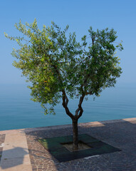 Olive tree on the coast