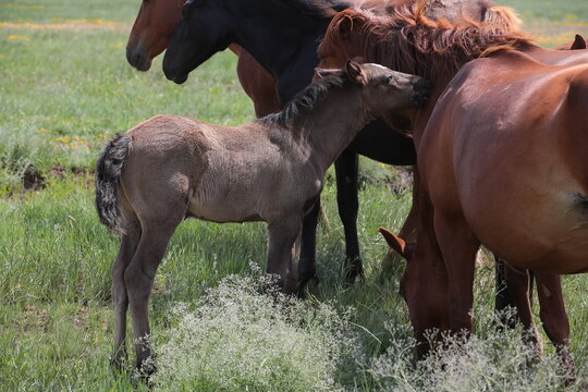 A herd of bay horses a mare with a foal and a stallion standing together in a group in a green field with flowers on a summer day.A small animal cub snuggles up to its mother.Close-up image