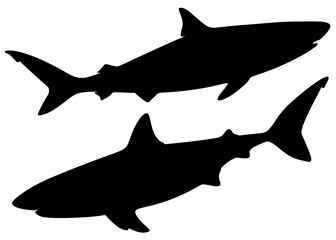 Big and predatory sharks. Vector image.