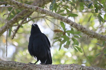 crow on a branch