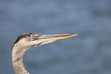 great blue heron ardea cinerea
