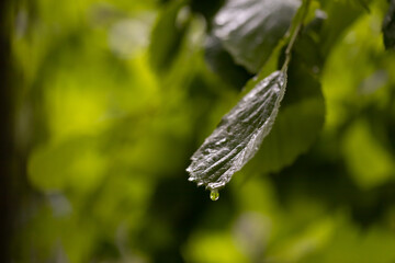 green wet leaves after rain with water drops. selective focus.High quality photo