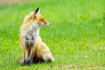 a young brown fox is sitting in the green grass