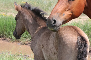 Naklejka premium Portrait Little Foal With Mother Horse Mare Outdoors Summer Close