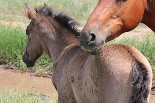 Portrait Little Foal With Mother Horse Mare Outdoors Summer Close