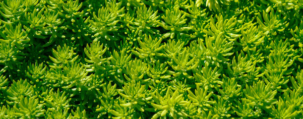 close up green grass background
