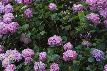 Pink and purple flowers