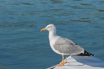 Fototapeta na wymiar seagull perched on a boat in the sea Larus michahellis