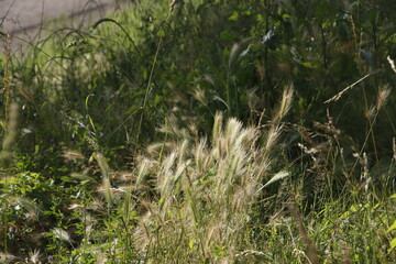 Grass in the wind