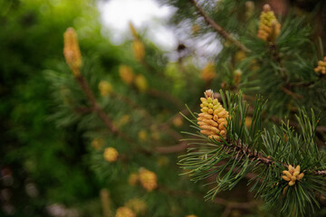 Pollen cones of Jack pine (Pinus banksiana)