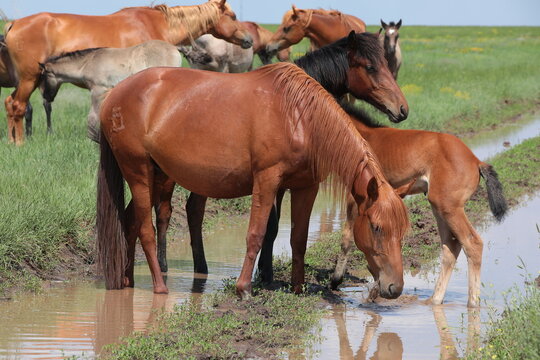A herd of bay horses with a foal drink water in the wild in summer.Watering of a mare stallion and a cub. A branded pet in free grazing