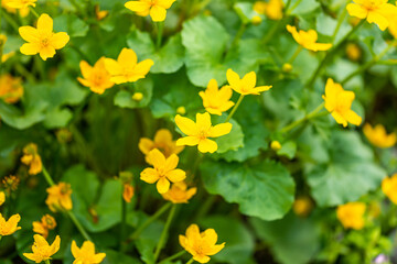 Flowers from the Krakow botanical garden