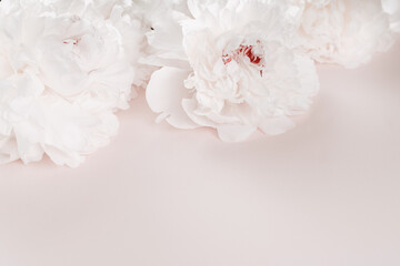 Obraz na płótnie Canvas Beautiful white peony flowers on pastel pink background. Close up of white peonies flowers. Light background with peonies.