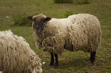 sheep